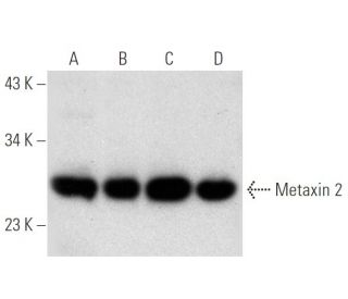 Metaxin 2 Antibody (H-2) - Western Blotting - Image 316271 