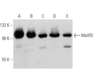 MetRS Antibody (H-1) - Western Blotting - Image 360083 
