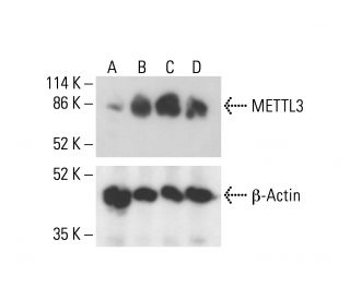 METTL3 Antibody (D-9) - Western Blotting - Image 412096