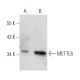 METTL6 Antibody (F-8) - Western Blotting - Image 364925