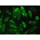 METTL7B Antibody (D-2) - Immunofluorescence - Image 381723 