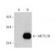 METTL7B Antibody (D-2) - Western Blotting - Image 388032