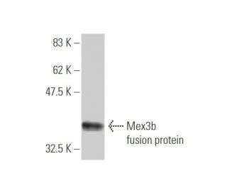 Mex3b Antibody (4C4) - Western Blotting - Image 350286
