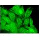 Mex3c Antibody (D-10) - Immunofluorescence - Image 324942 