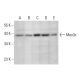 Mex3c Antibody (D-10) - Western Blotting - Image 304543
