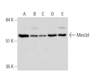 Mex3d Antibody (H-3) - Western Blotting - Image 331155 