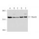 Mex3d Antibody (H-3) - Western Blotting - Image 331155 