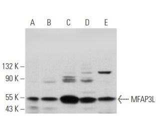 MFAP3L Antibody (C-10) - Western Blotting - Image 369864 