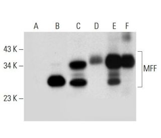 MFF Antibody (B-2) - Western Blotting - Image 306579 