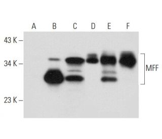 MFF Antibody (C-11) - Western Blotting - Image 308156