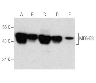 MFG-E8 Antibody (2B62) - Western Blotting - Image 356605 