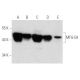 MFG-E8 Antibody (2B62) - Western Blotting - Image 356605 