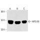 MFG-E8 Antibody (2B62) - Western Blotting - Image 413303