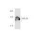 MFG-E8 Antibody (2Q435) - Western Blotting - Image 67825