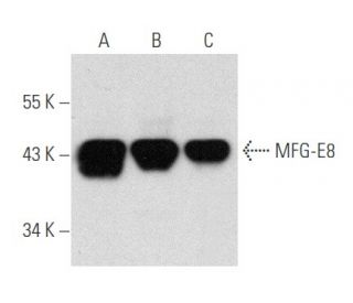 MFG-E8 Antibody (2Q435) - Western Blotting - Image 356603 