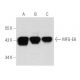 MFG-E8 Antibody (2Q435) - Western Blotting - Image 356603 