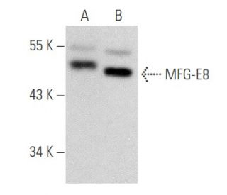 MFG-E8 Antibody (F-5) - Western Blotting - Image 356604 