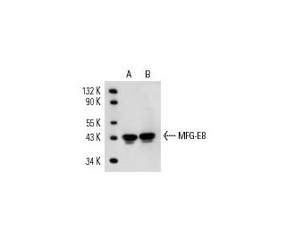 MFG-E8 Antibody (SPM291) - Western Blotting - Image 15073 