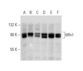 Mfn1/Mitofusin 1 Antibody (D-10) - Western Blotting - Image 72918Each CRISPR/Cas9 Knockout (KO) Plasmid product consists of a pool of 3 plasmids designed to ensure identification and cleavage of a specific gene for maximum knockout efficiency. Each plasmid encodes a unique 20 nt sequence derived from the GeCKO (v2) library.
