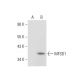 MFSD1 Antibody (A-11) - Western Blotting - Image 308122