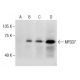 MFSD7 Antibody (B-7) - Western Blotting - Image 286029