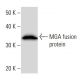 MGA Antibody (MGA6A4H5) - Western Blotting - Image 16697