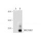 MGC70857 Antibody (G-9) - Western Blotting - Image 145505 