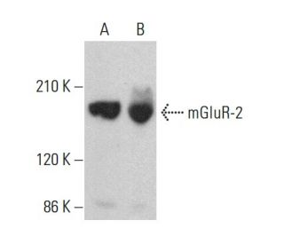 mGluR-2 Antibody (A-1) - Western Blotting - Image 375359 