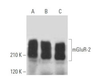 mGluR-2 Antibody (A-7) - Western Blotting - Image 371152 