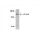 mGluR-4 Antibody (B-8) - Western Blotting - Image 392572