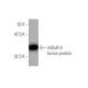 mGluR-6 Antibody (1A11) - Western Blotting - Image 348511