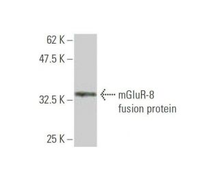 mGluR-8 Antibody (4A7) - Western Blotting - Image 348513