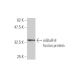 mGluR-8 Antibody (4A7) - Western Blotting - Image 348513