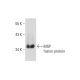 MGP Antibody (H-4) - Western Blotting - Image 129474