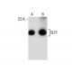 MH-S Whole Cell Lysate: sc-364785. Western blot analysis of SLPI... 