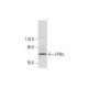MH-S Whole Cell Lysate: sc-364785. Western blot analysis of FPR3...