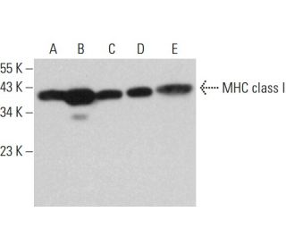 MHC class I Antibody (F-3) - Western Blotting - Image 377262 
