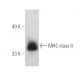 MHC class II Antibody (ER-TR3) - Western Blotting - Image 389837