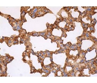 MHC class II Antibody (Y-Ae) - Immunohistochemistry - Image 384106 