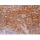 MHC class II Antibody (Y-Ae) - Immunohistochemistry - Image 384105