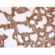 MHC class II Antibody (Y-Ae) - Immunohistochemistry - Image 384106 