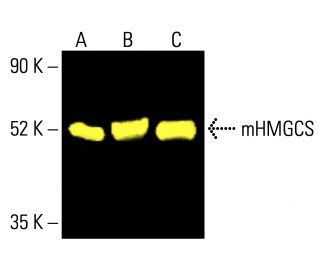 mHMGCS Antibody (B-8) - Western Blotting - Image 412960