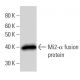 Mi2-α Antibody (2172C1a) - Western Blotting - Image 16698
