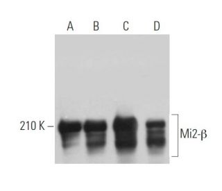 Mi2-&beta; Antibody (F-3) - Western Blotting - Image 363572 