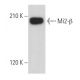 Mi2-β Antibody (H-8) - Western Blotting - Image 357132 