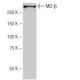 Mi2-β Antibody (SW-88) - Western Blotting - Image 64998 