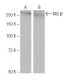 Mi2-β Antibody (SW-88) - Western Blotting - Image 64999