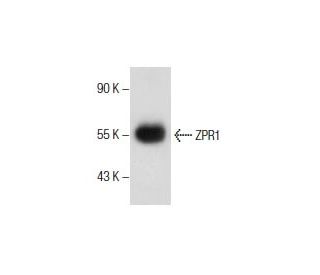 ZPR1 Antibody (D-3) - Western Blotting - Image 286117 