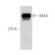 MIA3 Antibody (C-5) - Western Blotting - Image 388963
