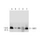 MIB1 Antibody (B-9) - Western Blotting - Image 298579